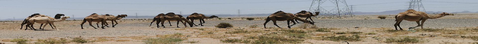 Camel Caravan
